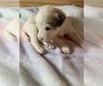 Puppy Purple collar Cavapoo