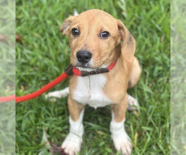 Medium Photo #4 Labbe Puppy For Sale in Yardley, PA, USA