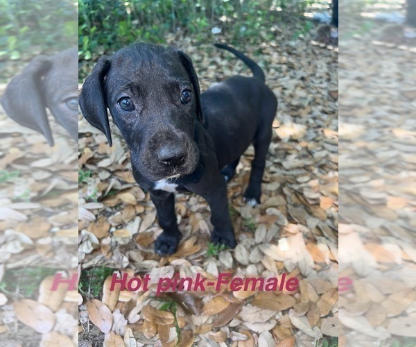 Medium Photo #16 Great Dane Puppy For Sale in FORT DENAUD, FL, USA
