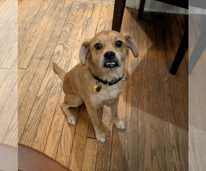 Puggle Dogs for adoption in Oakhurst, NJ, USA