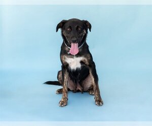 Cocker Spaniel-German Shepherd Dog Mix Dogs for adoption in Pasadena, CA, USA