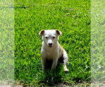Small Australian Shepherd-Jack Russell Terrier Mix