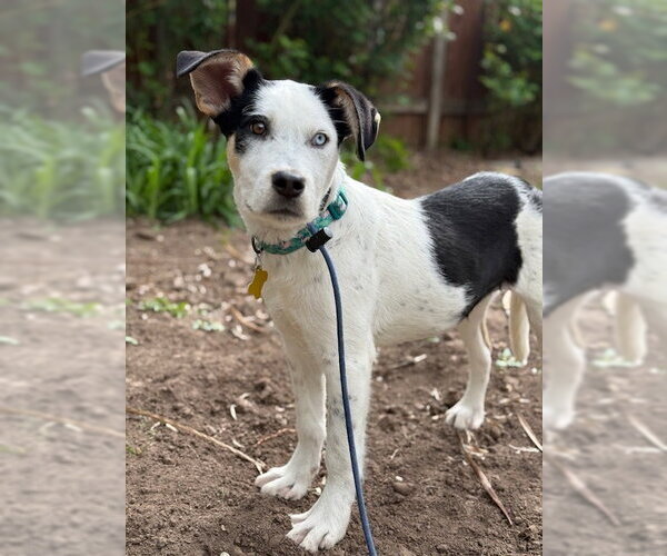 Medium Photo #11 Mutt Puppy For Sale in Sandy, UT, USA