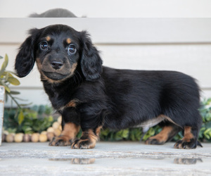 Medium Dachshund
