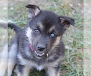 German Shepherd Dog-Siberian Husky Mix Puppy for sale in OTTAWA, KS, USA
