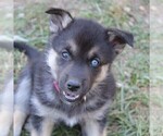 Small Photo #1 German Shepherd Dog-Siberian Husky Mix Puppy For Sale in OTTAWA, KS, USA