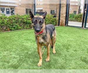 German Shepherd Dog Dogs for adoption in Orange, CA, USA