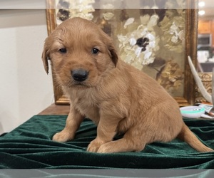 Golden Retriever Puppy for sale in FORDLAND, MO, USA