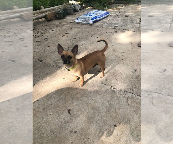 Medium Photo #5 Chug Puppy For Sale in Bandera, TX, USA