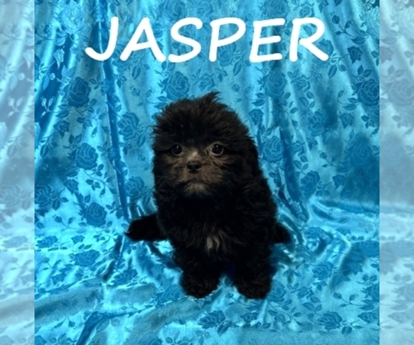 Medium Photo #2 ShihPoo Puppy For Sale in HARTLAND, MN, USA