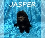 Small #1 ShihPoo