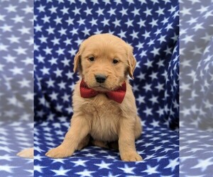 Golden Retriever Puppy for sale in NARVON, PA, USA