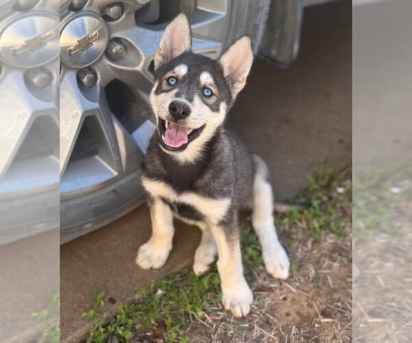 Medium Photo #1 Gerberian Shepsky Puppy For Sale in Claremore, OK, USA