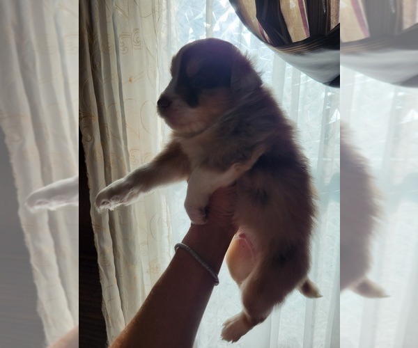 Medium Photo #5 Miniature Australian Shepherd Puppy For Sale in WILLIAMSBURG, CO, USA