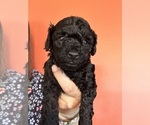 Puppy Babe Poodle (Miniature)