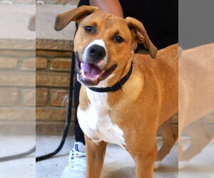 Mutt Dogs for adoption in Enfield, CT, USA