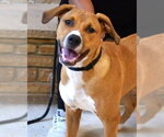 Scout - Male Mutt Dog for Adoption - Small photo