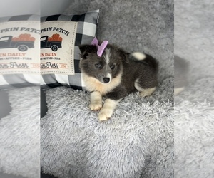 Miniature Australian Shepherd Puppy for sale in INDIANAPOLIS, IN, USA