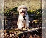 Small #7 Lagotto Romagnolo