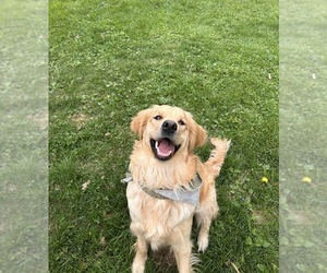 Mother of the Golden Retriever puppies born on 10/18/2025