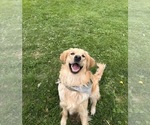 Small Photo #1 Golden Retriever Puppy For Sale in SEYMOUR, IN, USA