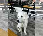 Small #2 Great Pyrenees
