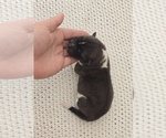 Small Photo #22 Akita Puppy For Sale in STRAFFORD, MO, USA