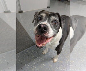 Harlan - Male American Pit Bull Terrier-Unknown Mix Dog for Adoption - Photo #3