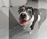 Small Photo #3 American Pit Bull Terrier-Unknown Mix Puppy For Sale in Lexington, SC, USA