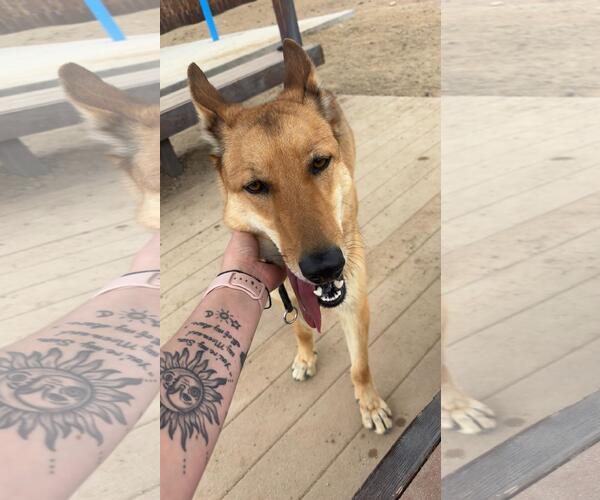 Medium Photo #2 German Shepherd Dog-Unknown Mix Puppy For Sale in Incline Village, NV, USA