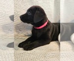 Small Photo #11 Labrador Retriever Puppy For Sale in TUMWATER, WA, USA