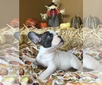 Small Photo #81 French Bulldog Puppy For Sale in AVON PARK, FL, USA