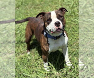 American Pit Bull Terrier-Unknown Mix Dogs for adoption in Virginia Beach, VA, USA