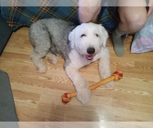 Father of the Sheepadoodle puppies born on 03/21/2026