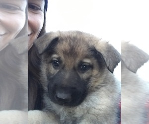 German Shepherd Dog Puppy for sale in DOVER, PA, USA