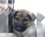 Small Photo #1 German Shepherd Dog Puppy For Sale in DOVER, PA, USA