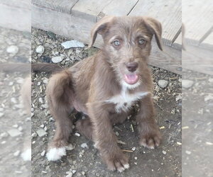 Aussiedoodle Dogs for adoption in Bolivar, MO, USA