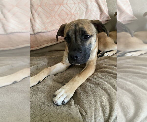 Medium Photo #2 Boxer-Unknown Mix Puppy For Sale in Springdale, PA, USA