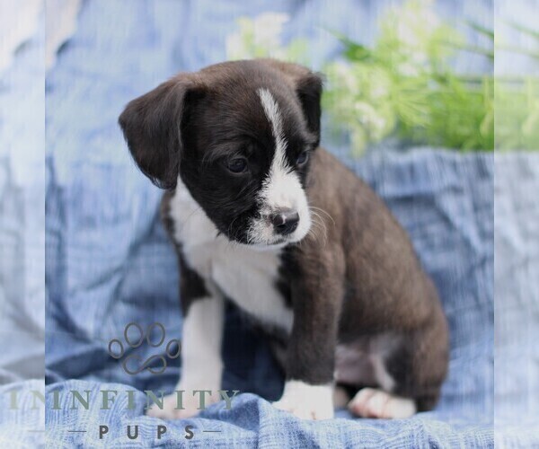 Medium Photo #4 Boston Terrier-Cock-A-Poo Mix Puppy For Sale in PORT ROYAL, PA, USA