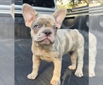 Small #2 French Bulldog