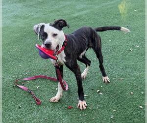 Staffordshire Bull Terrier Dogs for adoption in Palmetto, FL, USA