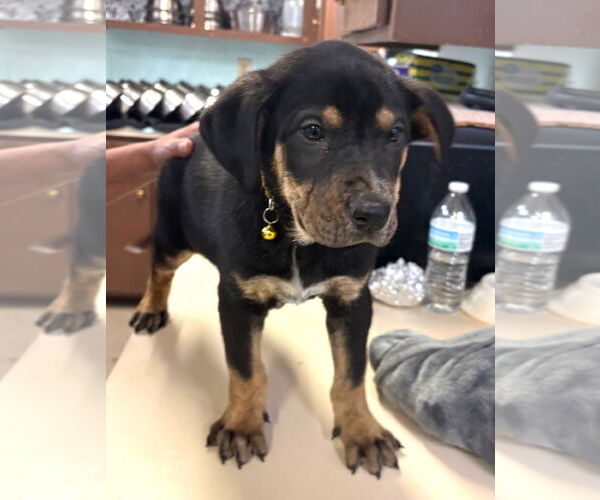 Medium Photo #2 Australian Shepherd-Rottweiler Mix Puppy For Sale in Amarillo, TX, USA