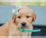 Small #3 Golden Retriever