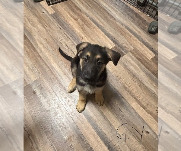Medium Photo #11 German Shepherd Dog Puppy For Sale in SACRAMENTO, CA, USA