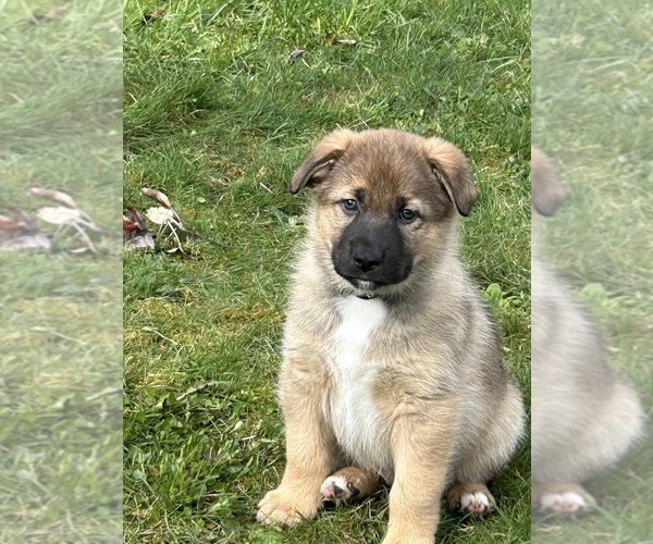 Medium Photo #6 Australian Shepherd-German Shepherd Dog Mix Puppy For Sale in DEMING, WA, USA