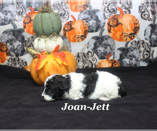 Medium Photo #8 Poodle (Toy) Puppy For Sale in CHANUTE, KS, USA
