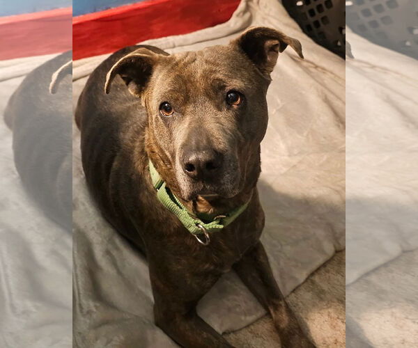 Medium Photo #5 Mutt Puppy For Sale in Hinton, WV, USA