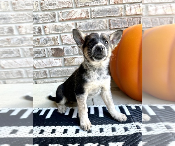 Medium Photo #37 Australian Cattle Dog-Border Collie Mix Puppy For Sale in GREENFIELD, IN, USA