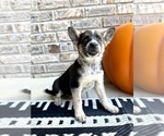 Small #3 Australian Cattle Dog-Border Collie Mix