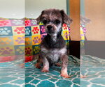 Small Shih Tzu